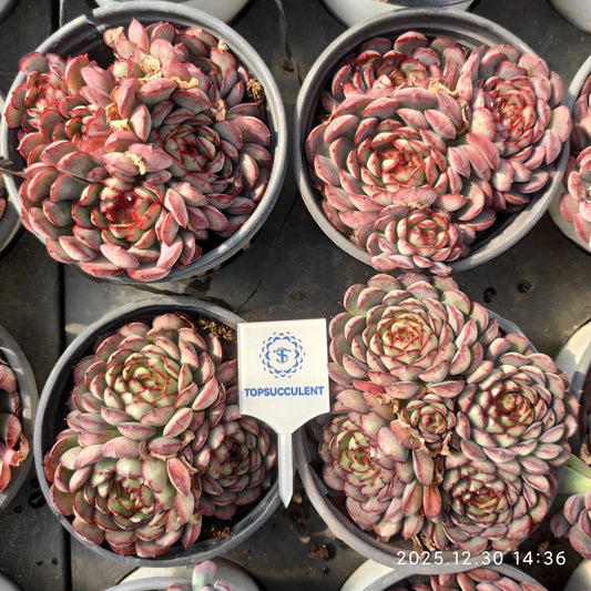 24122 Echeveria Dream Rose (9cm pot size)