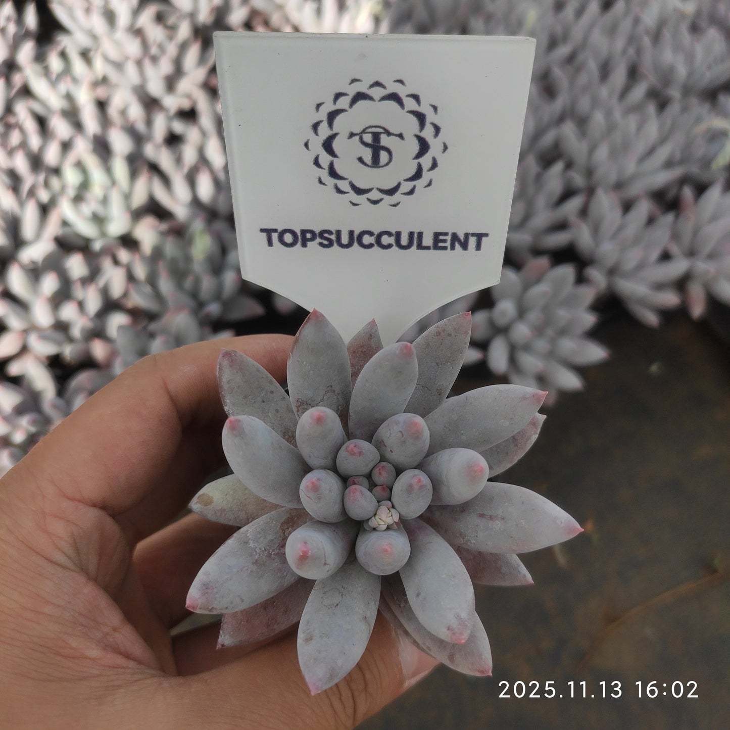 T1306 Echeveria Angels Finger (5cm pot size)