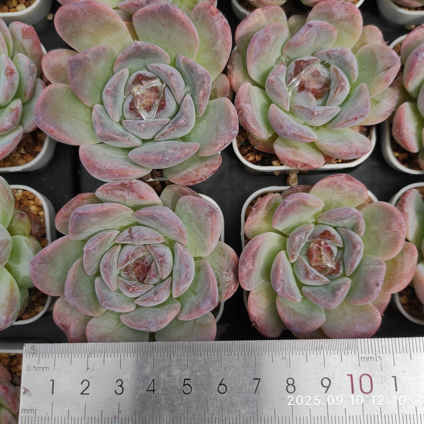 HG012 Echeveria Pure Love x White Mousse(7cm pot size)