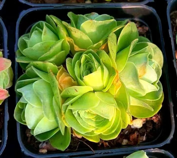 JCC002-POT Aeonium Princess Laura