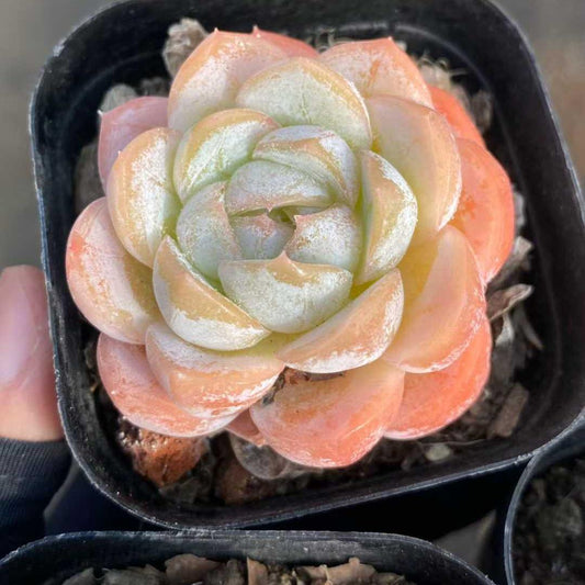 25597 Echeveria Macchiato (6.3cm pot size)