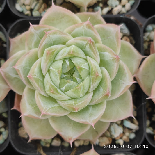 XQ1441 Echeveria Malgan Hyb(7cm pot size)