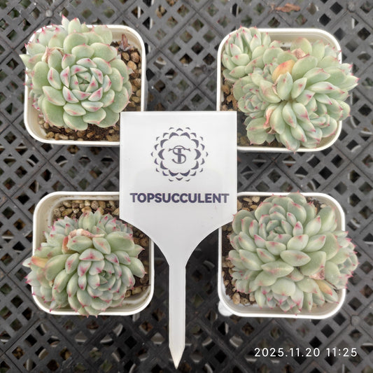 21898 Echeveria Little Joy (5.5cm pot size)