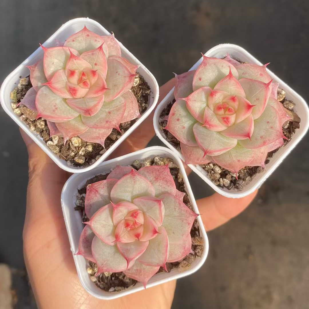 24833 Echeveria Swiss Roll (5.5cm pot size)