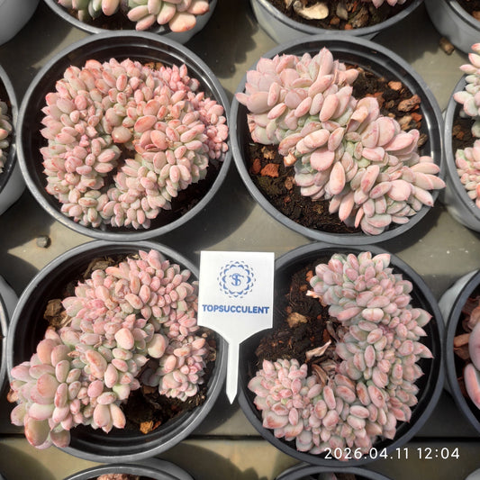 25615 Echeveria Carnelian Cristata (9cm pot size)