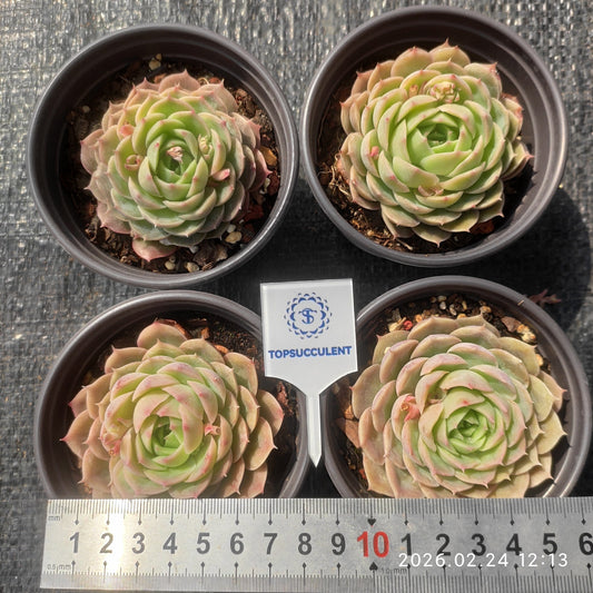 T1136 Echeveria Onslow (9cm pot size)