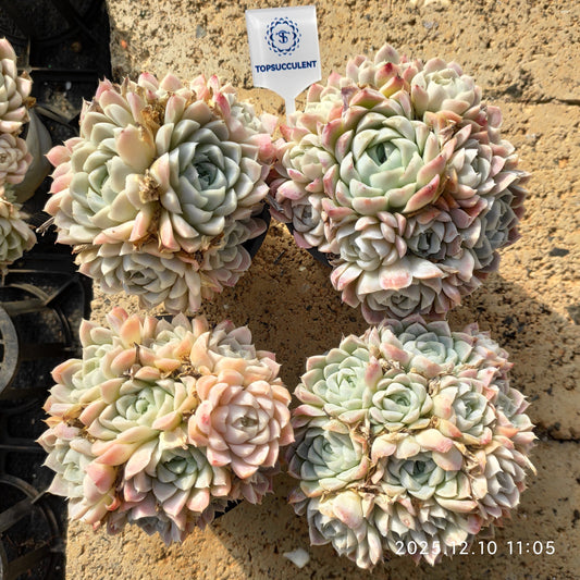 23357 Echeveria Hughmillus (9cm pot size)