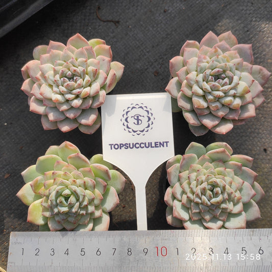 3440 Echeveria Ice Spirit (5.5cm pot size)