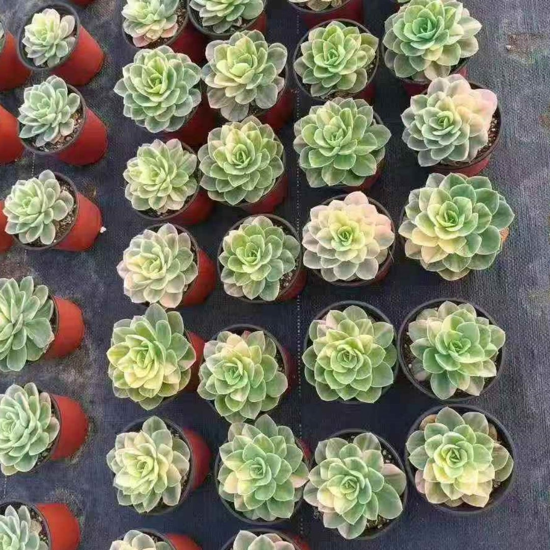 25053 Echeveria Star Tana Variegated (12cm pot size)