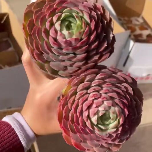 25296 Echeveria Sharlot Rose (6.5cm pot size)