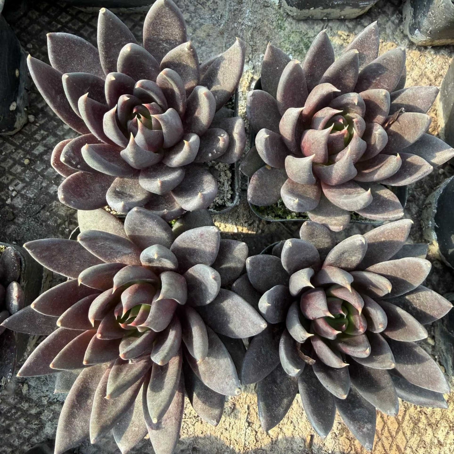 24933 Echeveria Dark Knight (7cm pot size)