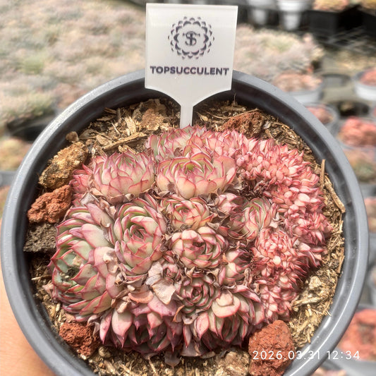 25545 Echeveria Encino Cristata (11cm pot size)