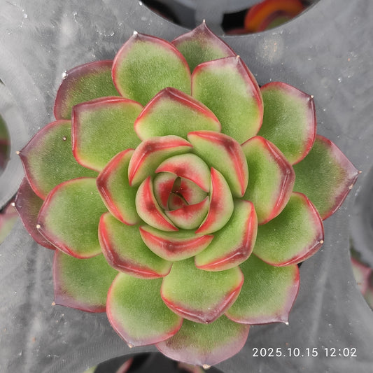 3009 Echeveria Red Moran (5.5cm pot size)