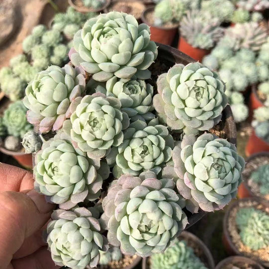 23380 Echeveria Ball of Fat (12cm pot size)