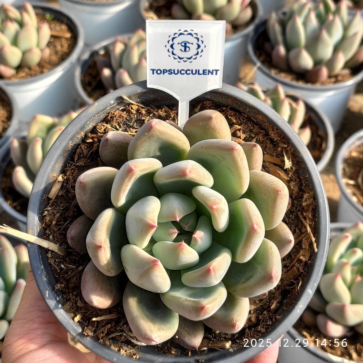 24085 Echeveria Saint (12cm pot size)