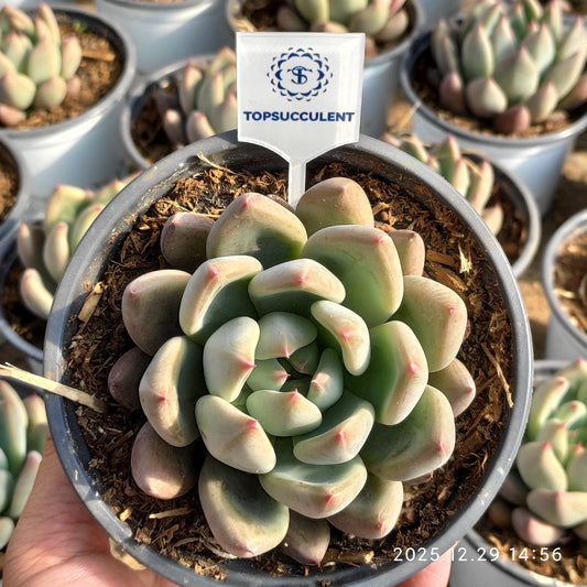 24085 Echeveria Saint (12cm pot size)