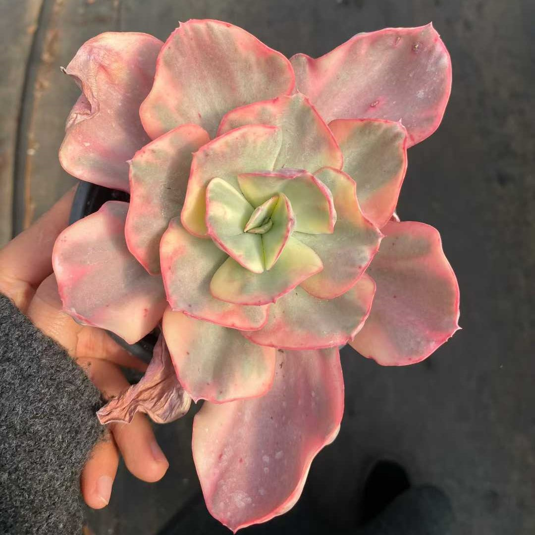 24782 Echeveria Suyeon Variegated (12.5cm pot size)