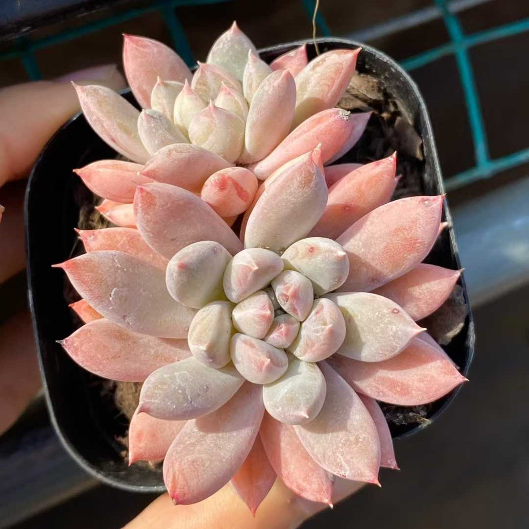 24795 Echeveria Merlot (6.3cm pot size)