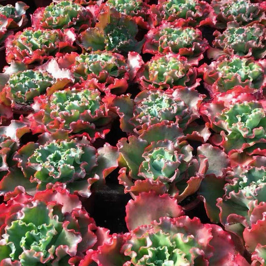 25761 Echeveria cv. Takasagonookina (18cm pot size)