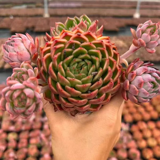 22072 Echeveria Blood Orange (10cm pot size)