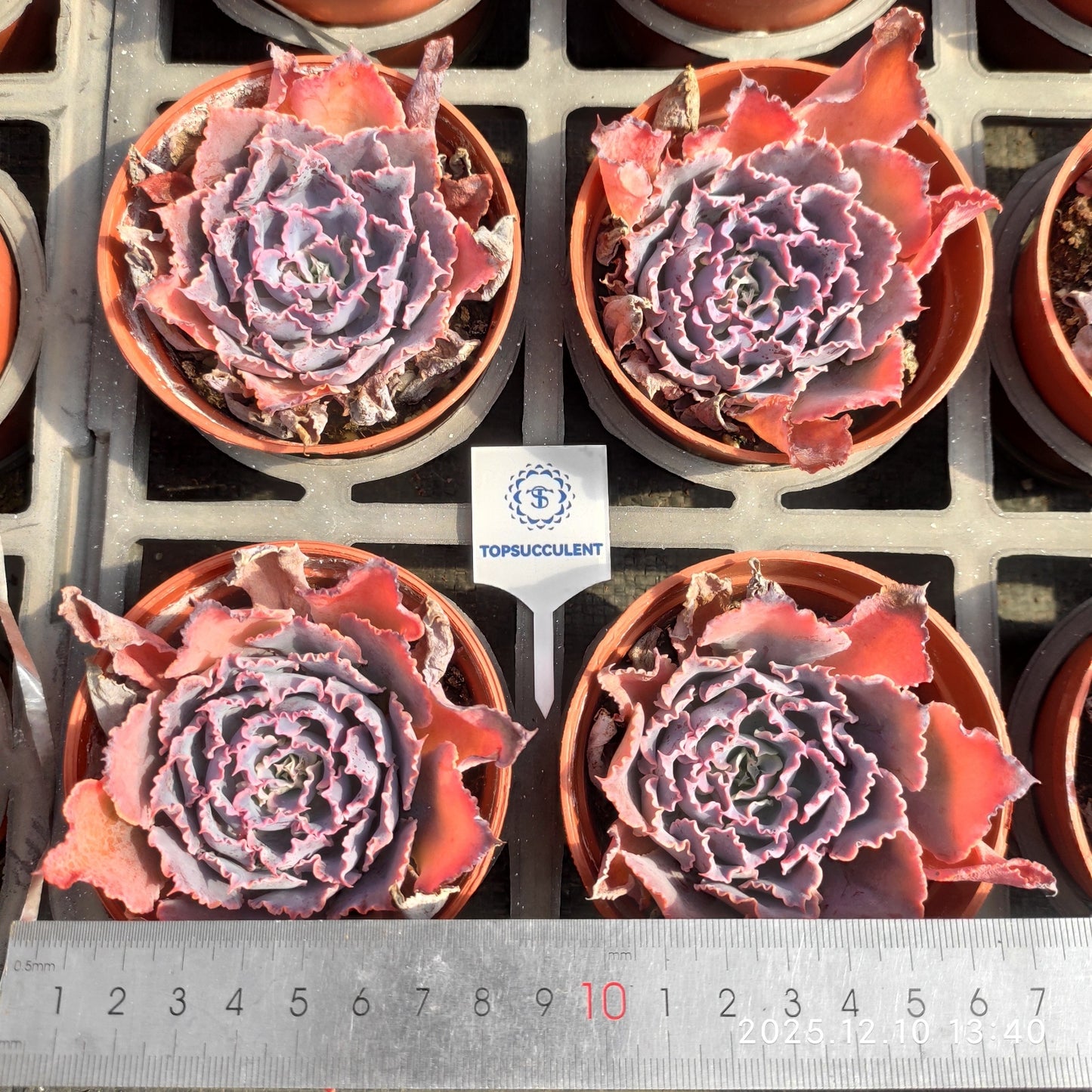 T1144 Echeveria Shaviana Truffles (9cm pot size)