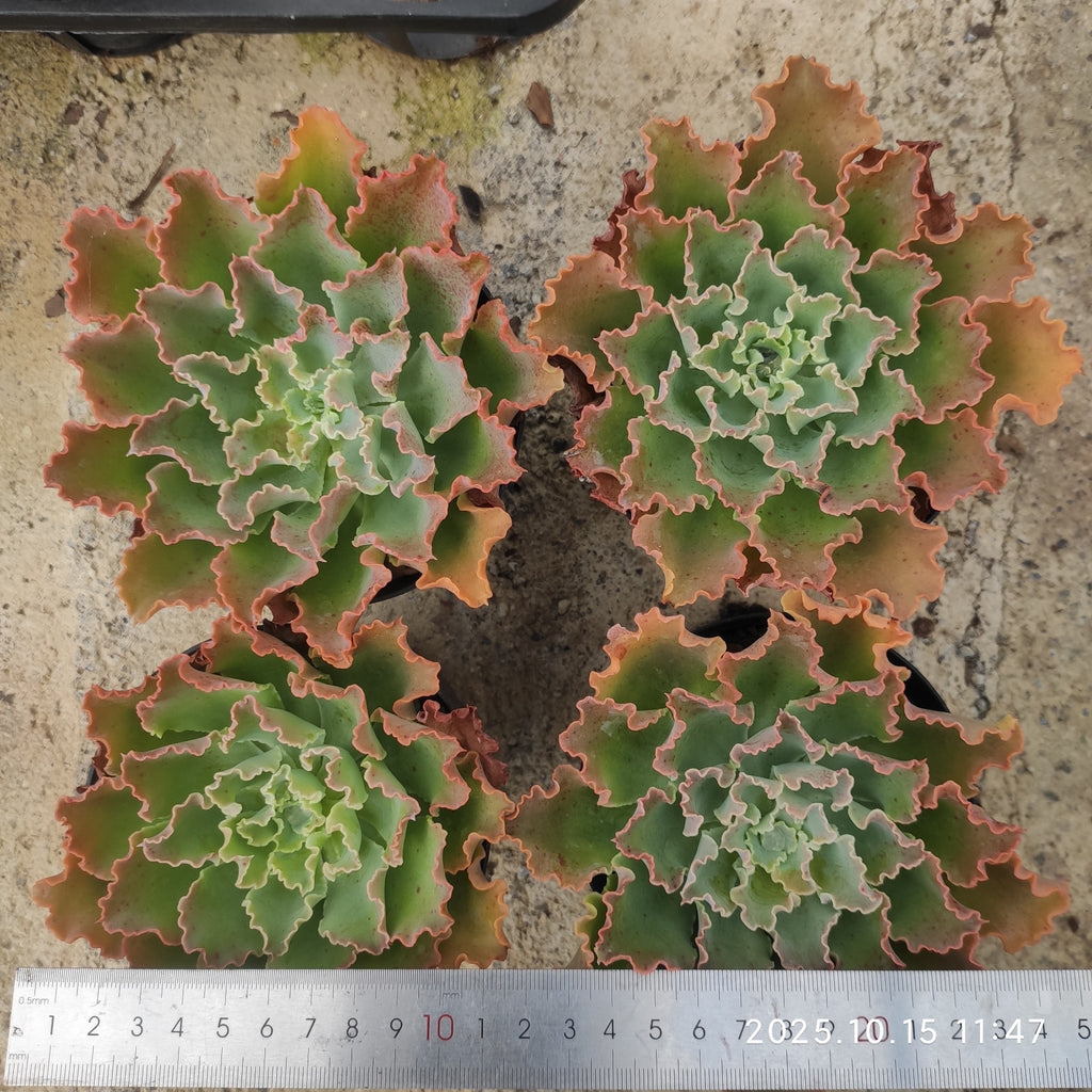 ZZA344 Echeveria Blue Fox(11cm pot size)
