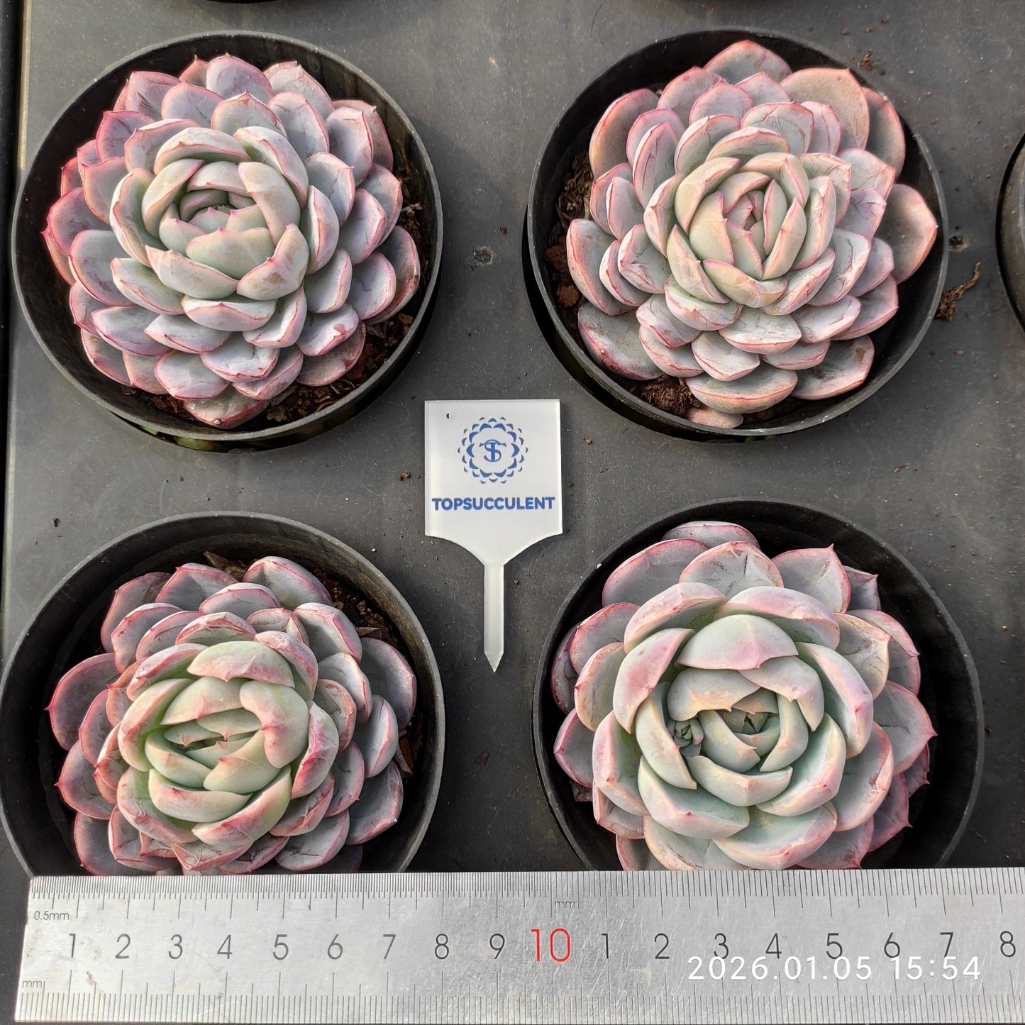 24528 Echeveria Ice Pure (10cm pot size)