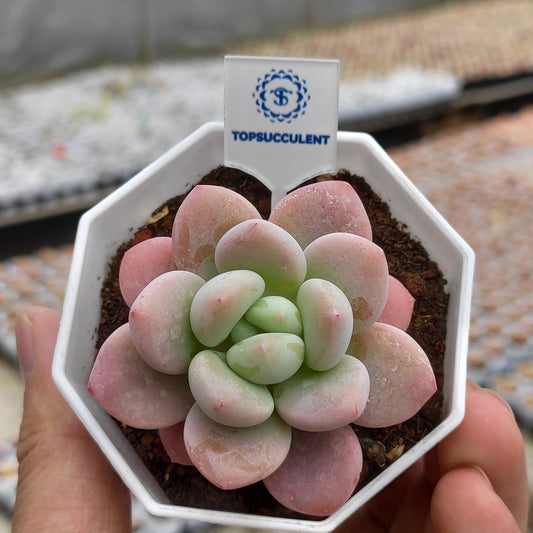 360517 Echeveria Legend (7cm pot size)