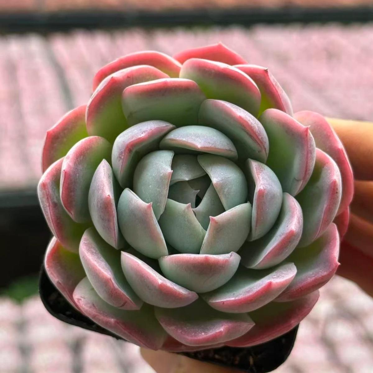 22639 Echeveria Vinegar Altar (7cm pot size)
