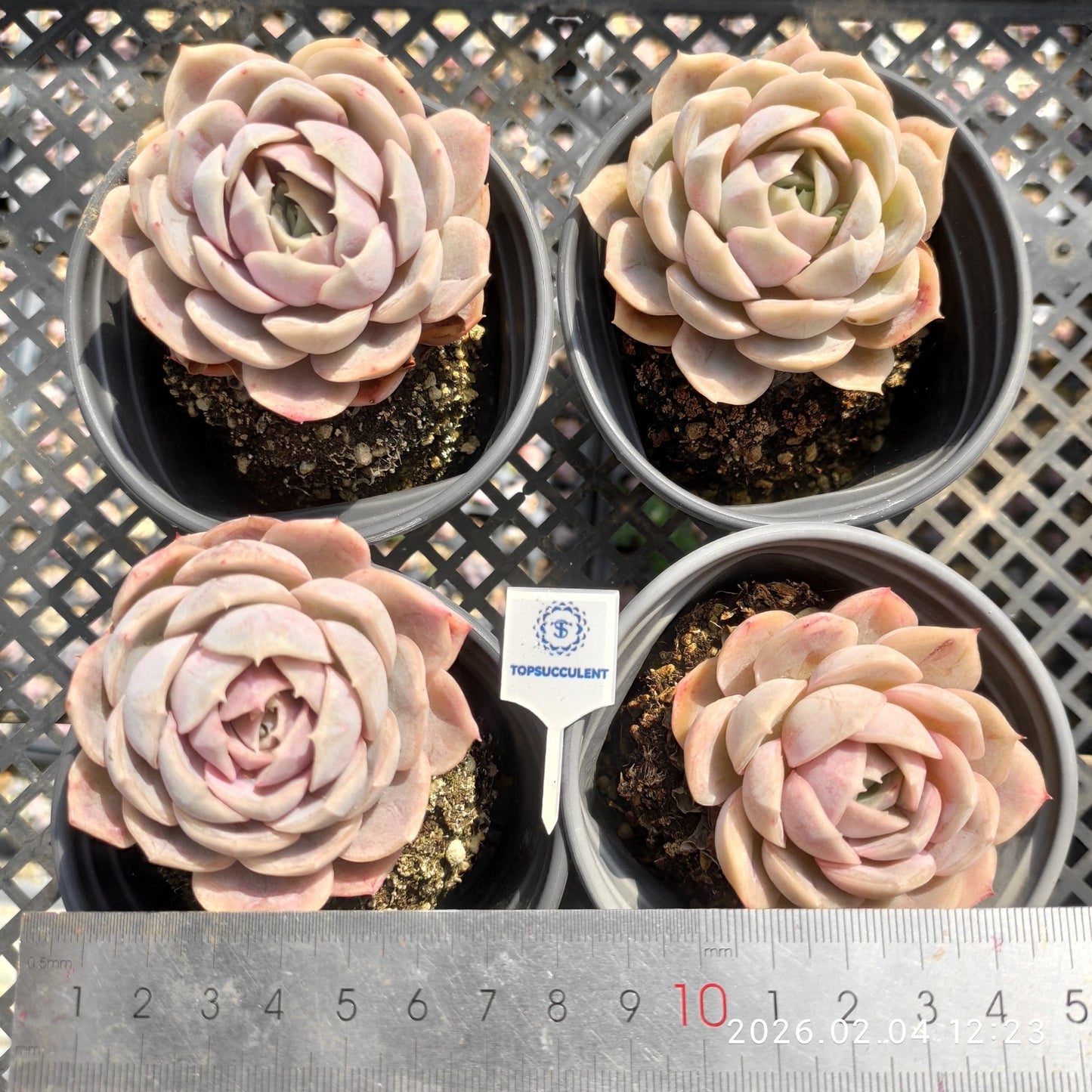 25930 Echeveria Blue Surprise (9cm pot size)