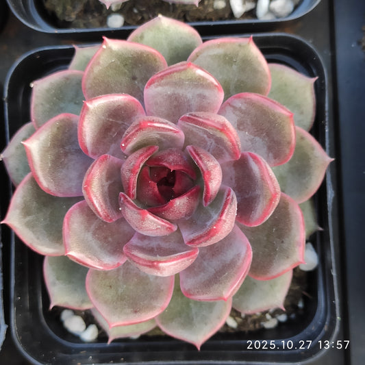 21792 Echeveria Cheese Blueberry (7cm pot size)