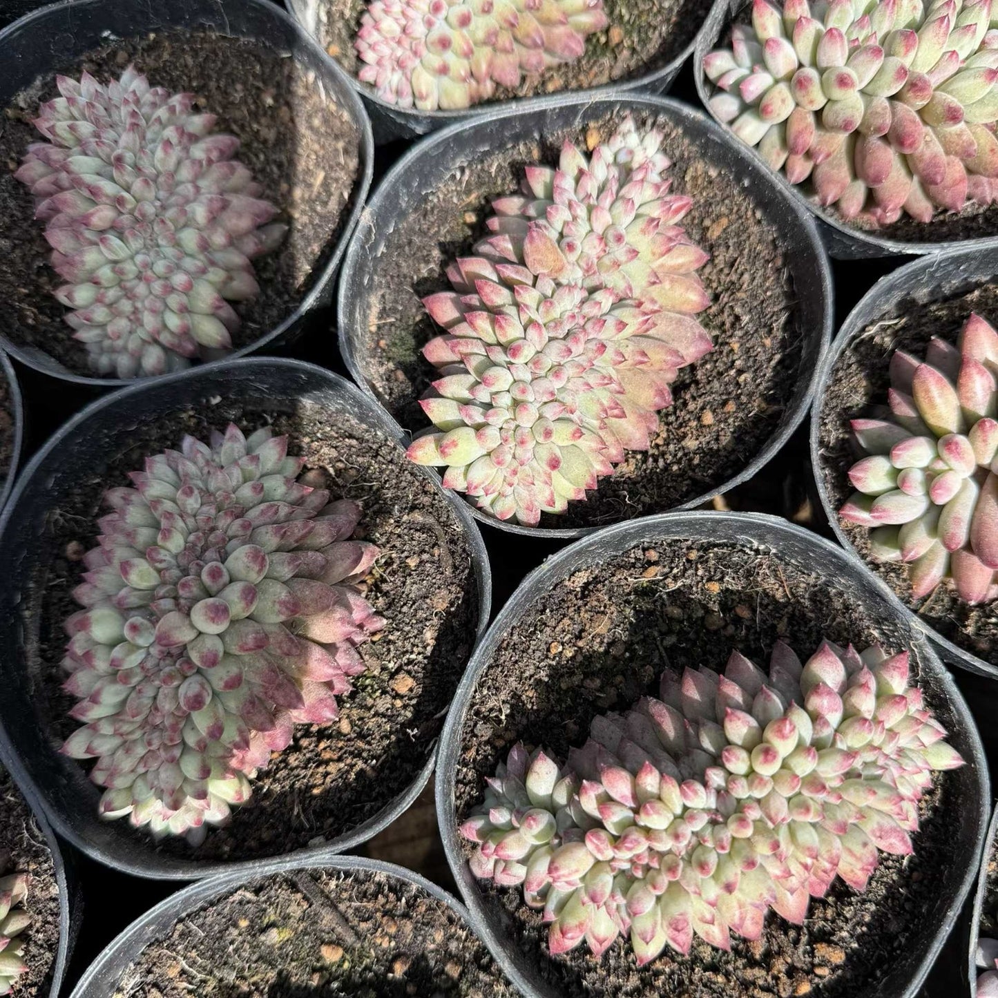 25780 Echeveria Corn Poppy Cristata (12cm pot size)