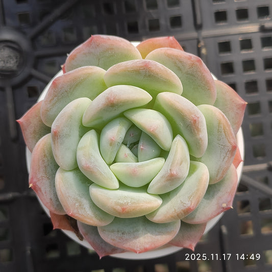 22866 Echeveria Ice Dream (5.5cm pot size)