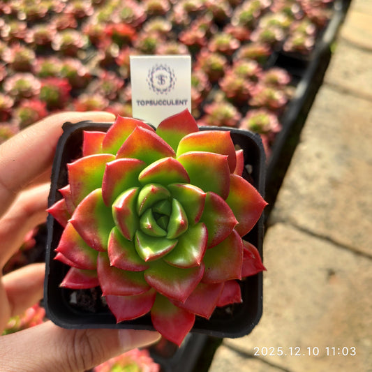 23356 Echeveria Letizia (7cm pot size)