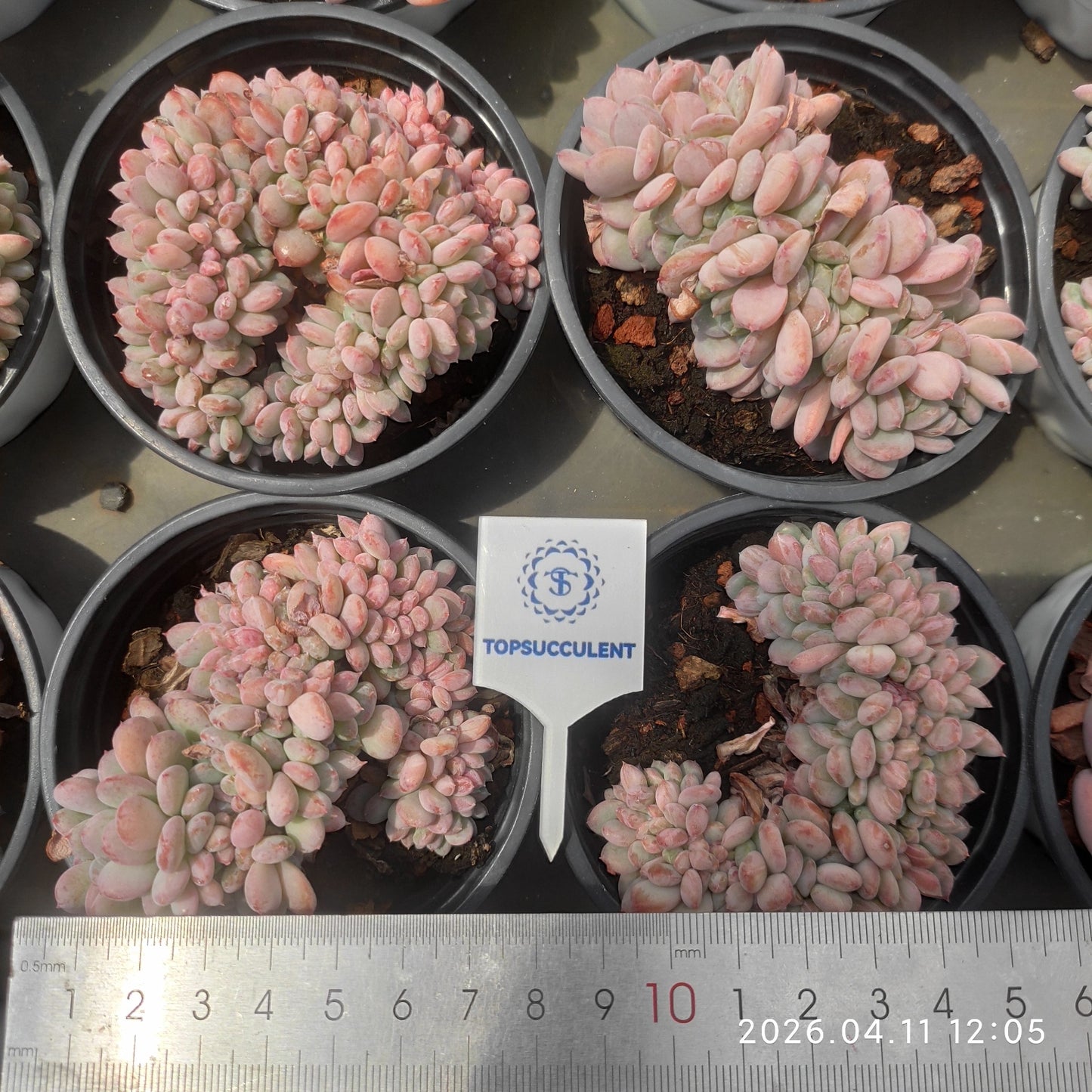 25615 Echeveria Carnelian Cristata (9cm pot size)