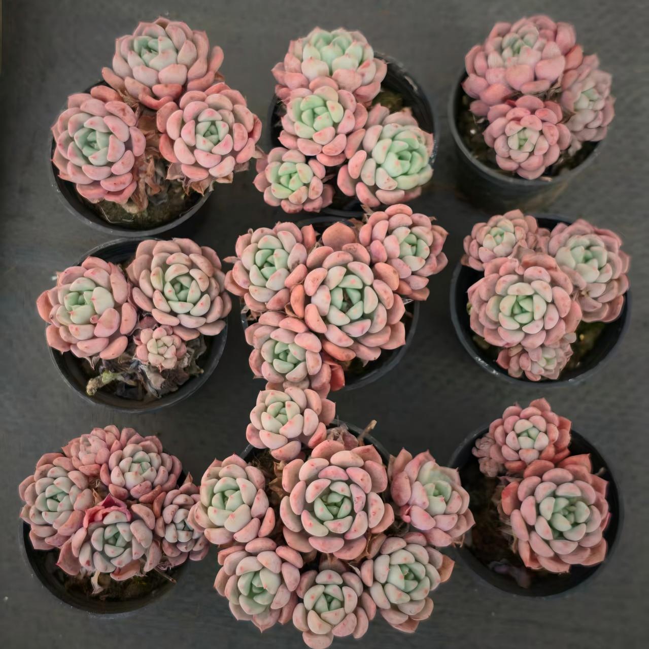 26227 Echeveria Matchmaker (5.5cm pot size)