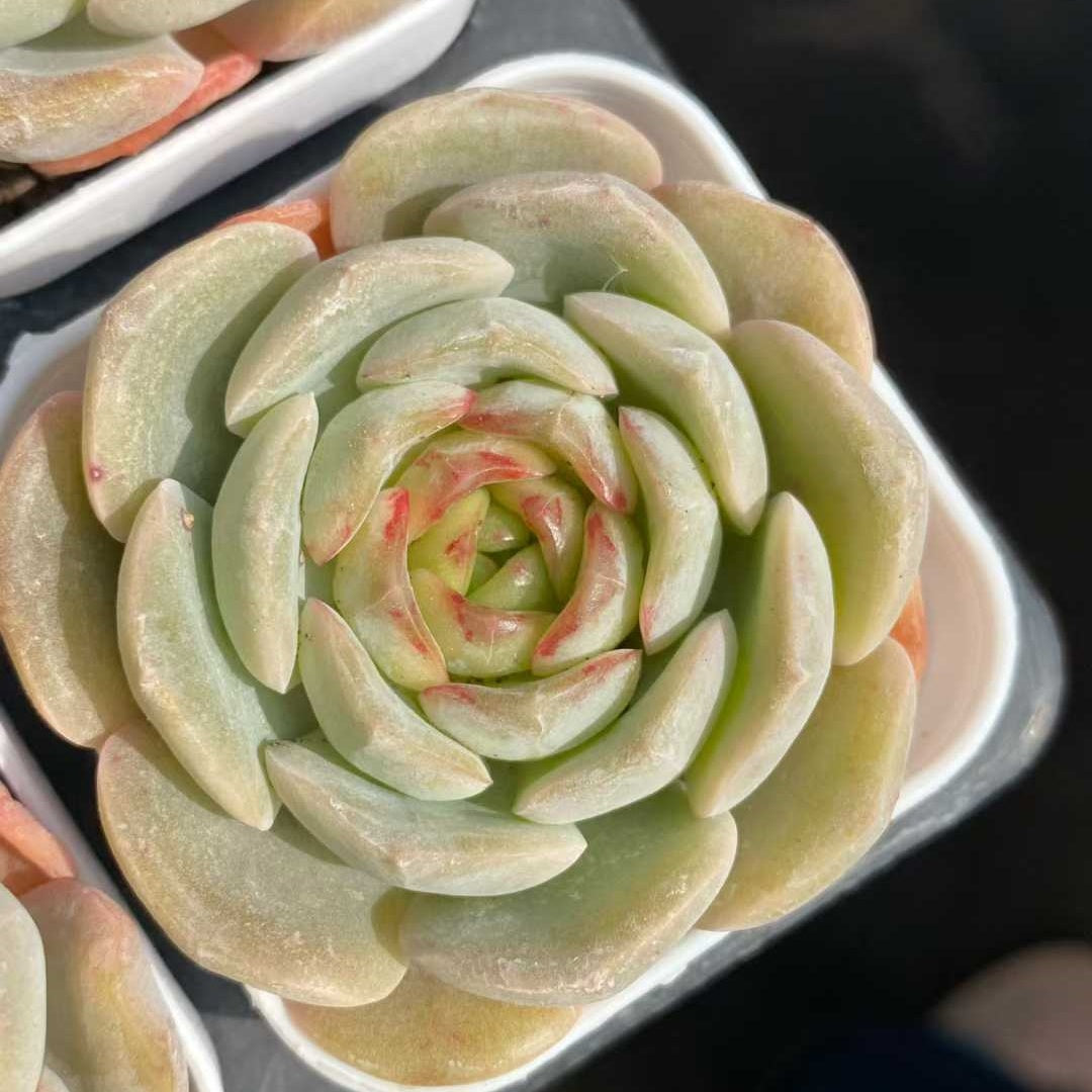 ごえん TOPSUCCULENT 10個 24927 スーパー ミルクHyb 多肉植物 エケベリア