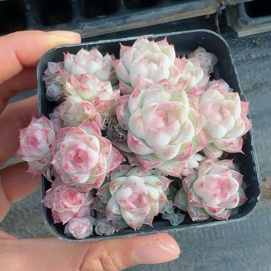 24157 Echeveria Red Queen (7cm pot size)