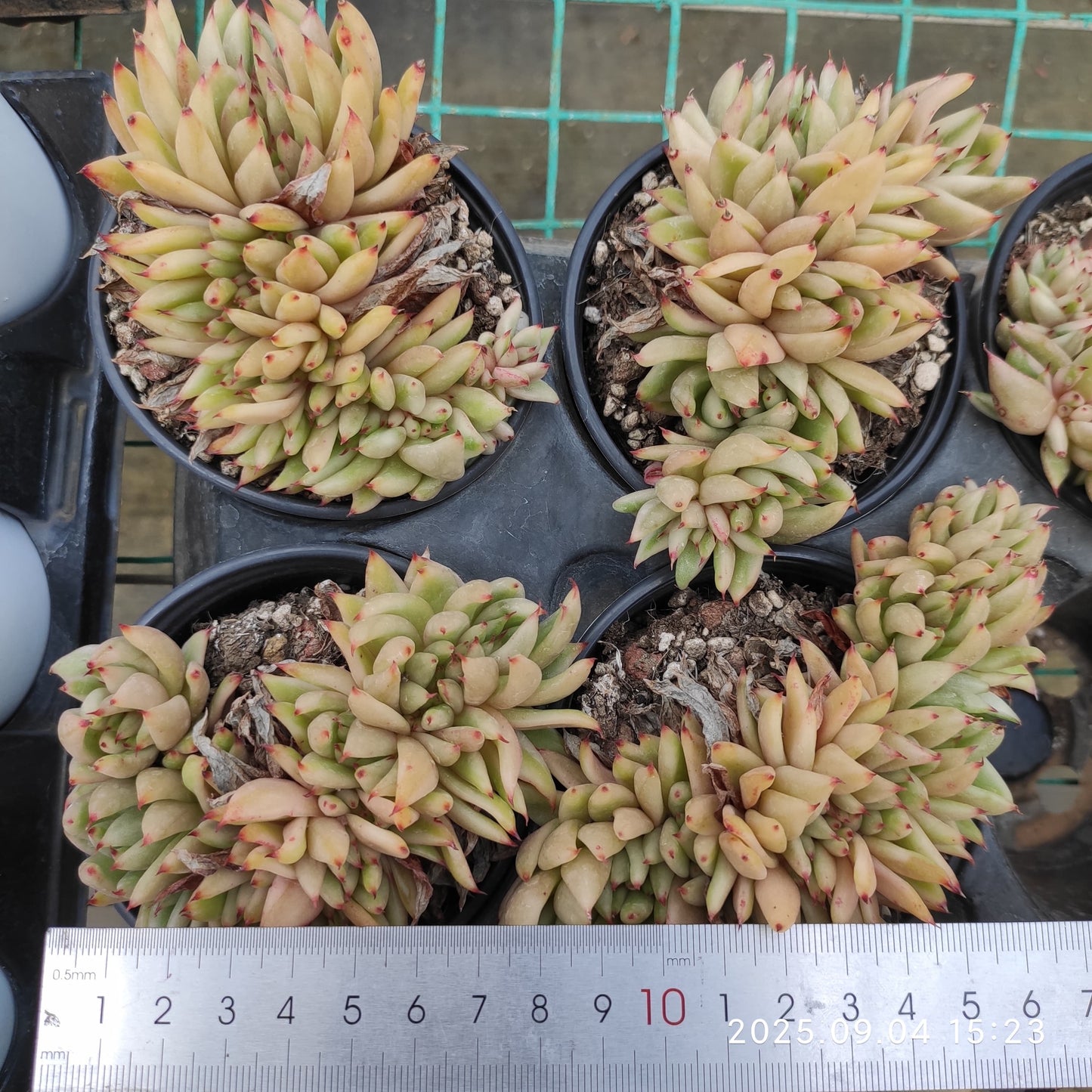 MMY1058 Echeveria Ike Soul Variegated Cristata(9cm pot size)