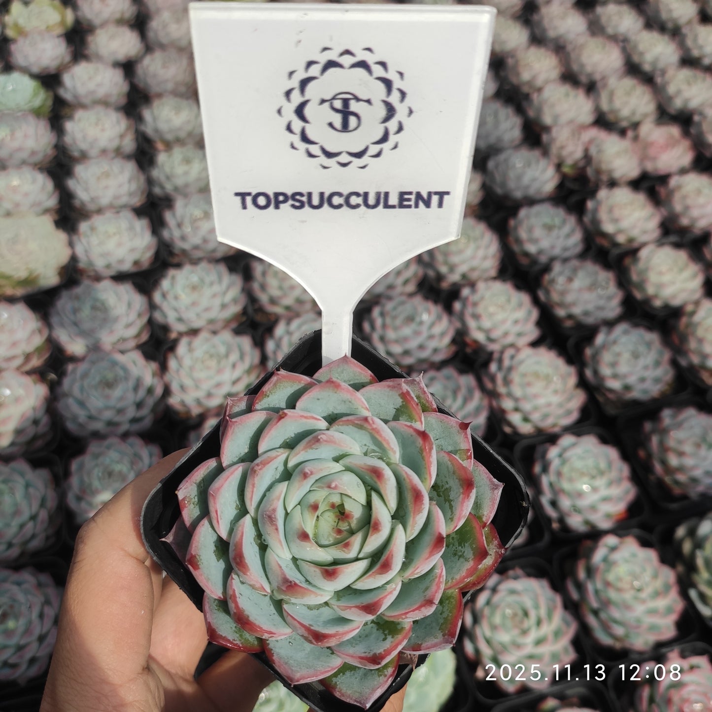 20846 Echeveria Pink Crystal Rose (7cm pot size)