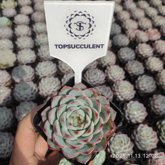 20846 Echeveria Pink Crystal Rose (7cm pot size)