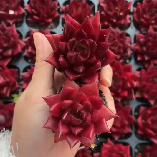 25184 Echeveria Robin (5cm pot size)