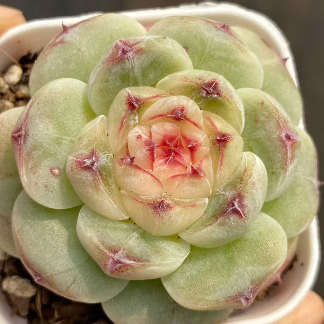 24837 Echeveria Peach Cake (5.5cm pot size)