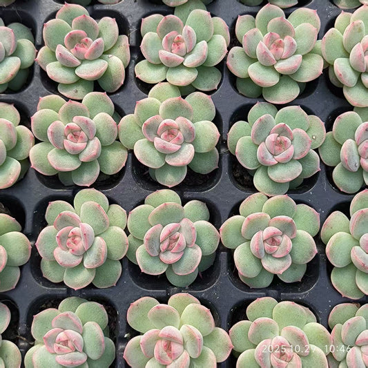 21698 Echeveria Quicksand (3cm pot size)