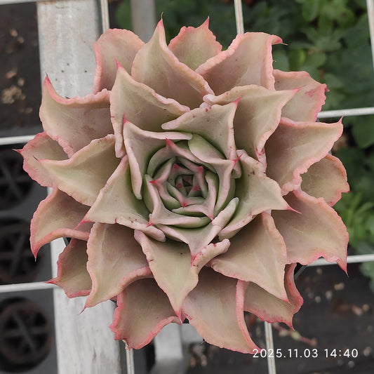 19328 Echeveria Madiba (11cm pot size)