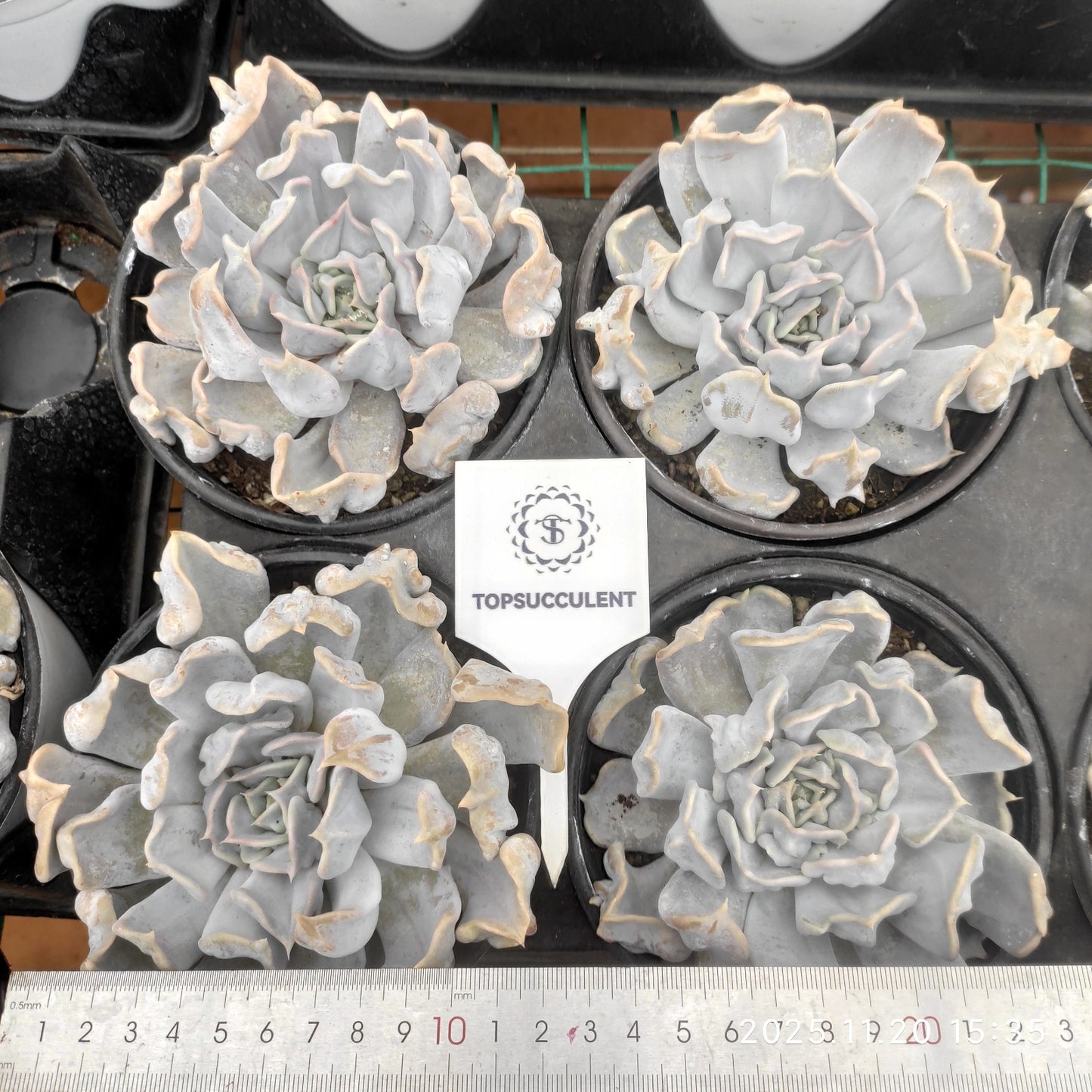 22793 Echeveria Thrilling Pearl (12.5cm pot size)