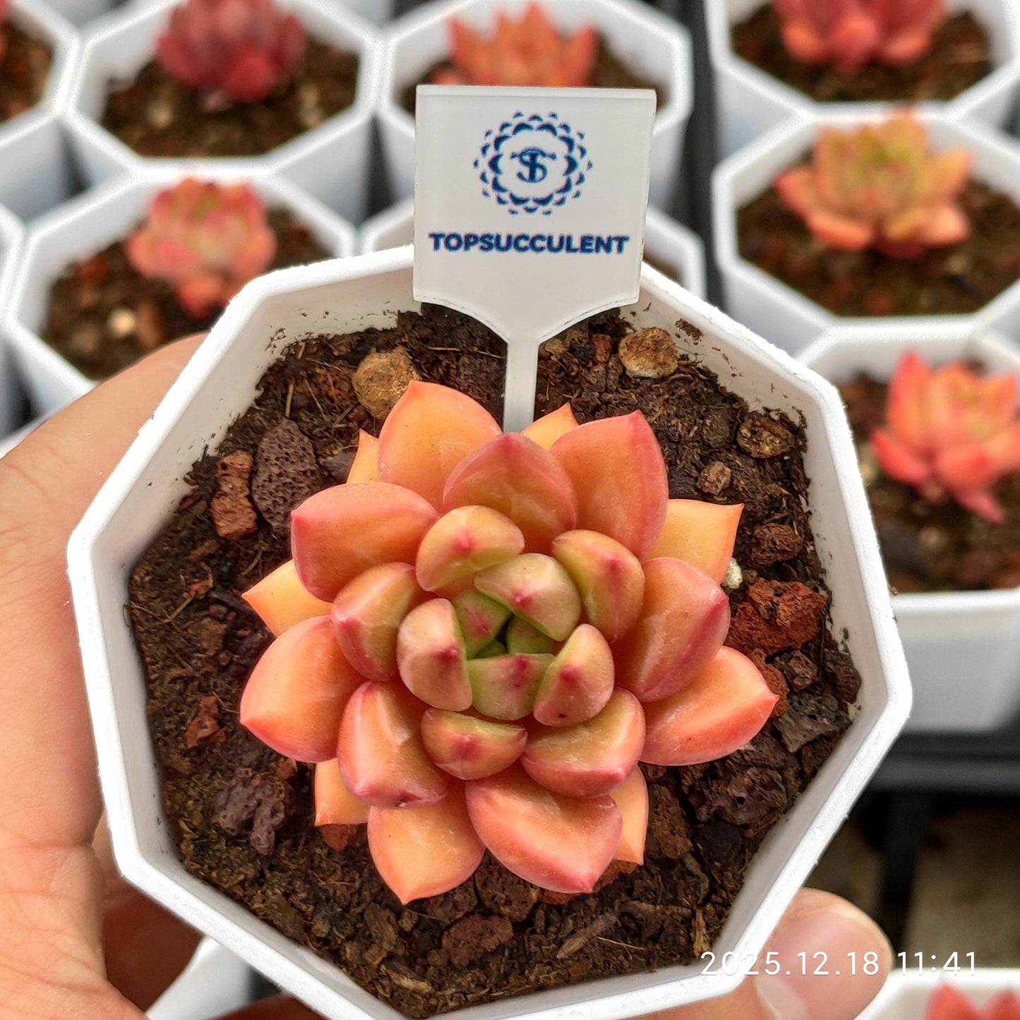 19091 Echeveria Red Wine (7cm pot size)