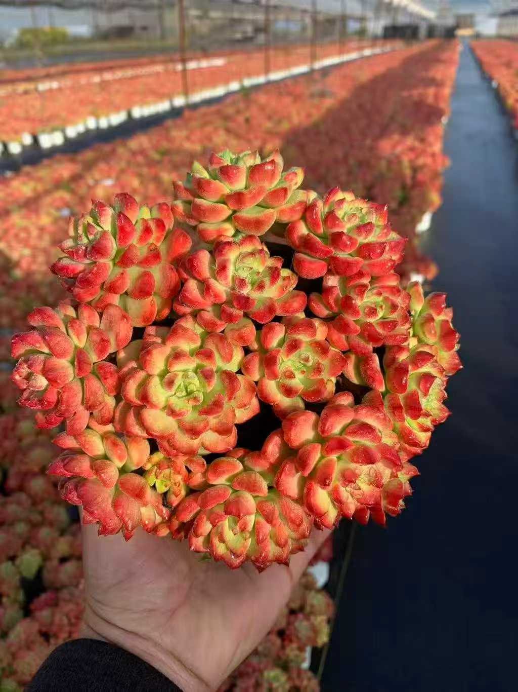 22420 Echeveria Letizia Variegated (7cm pot size)