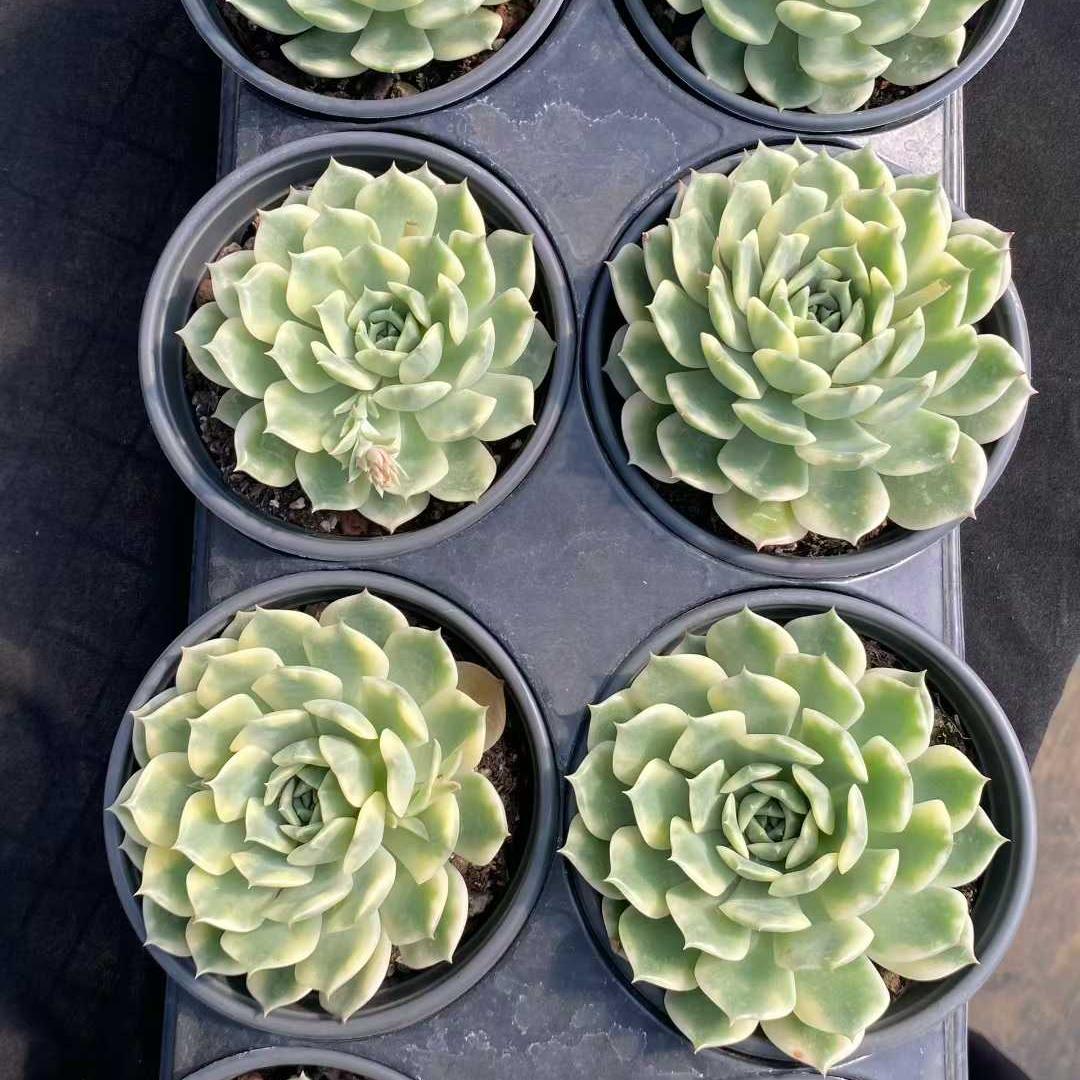 22749 Echeveria Erica Variegated (12.5cm pot size)