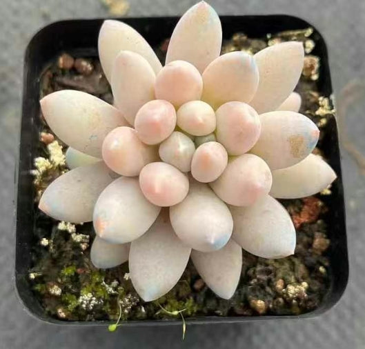 16672 Echeveria Pink Ivory (7cm pot size)
